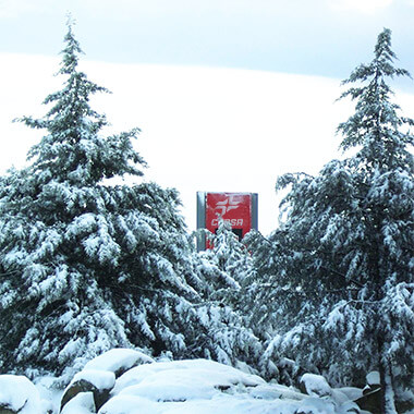 snowed forest